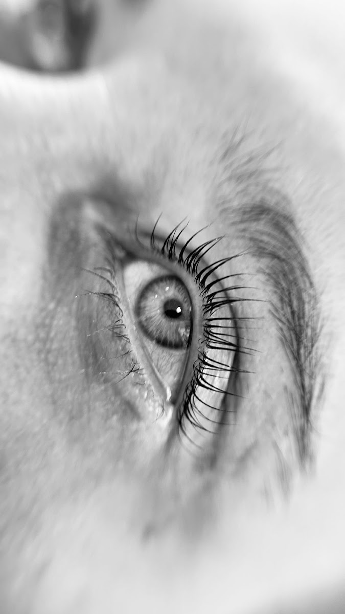 Cílios após lash lifting, em foto preto e branco